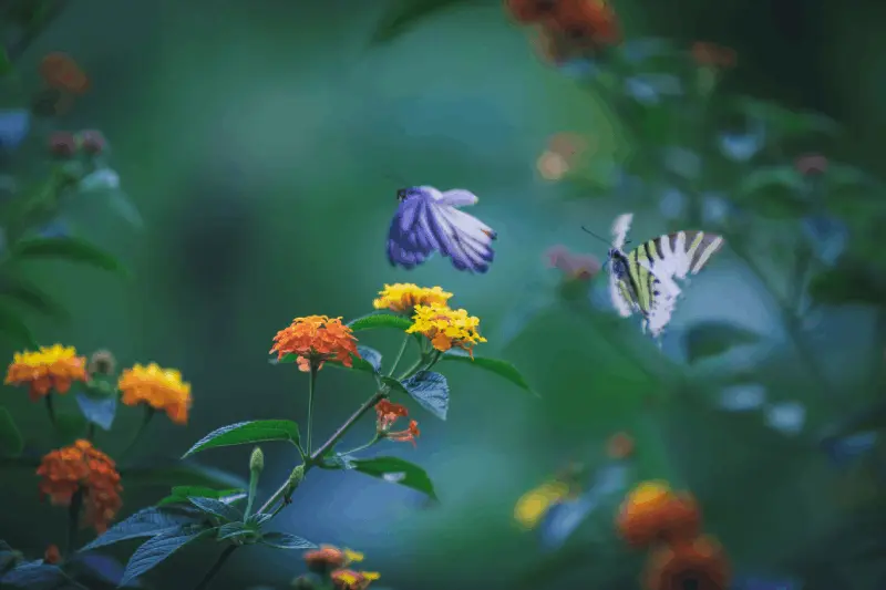What are the best times for natural photography lighting?
