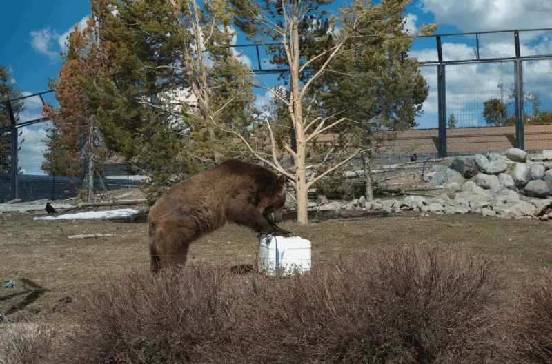 Vilka sätt finns det att skydda sig mot vilda djur när man campar i naturen?