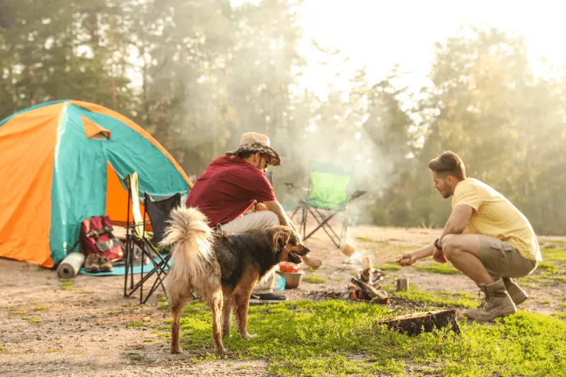 Hur Följas Säkerheten för Husdjur i Campingområdet?