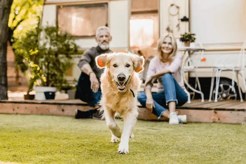 Vad är 10 saker du bör ta med dig när du åker på husvagnssemester med hund?