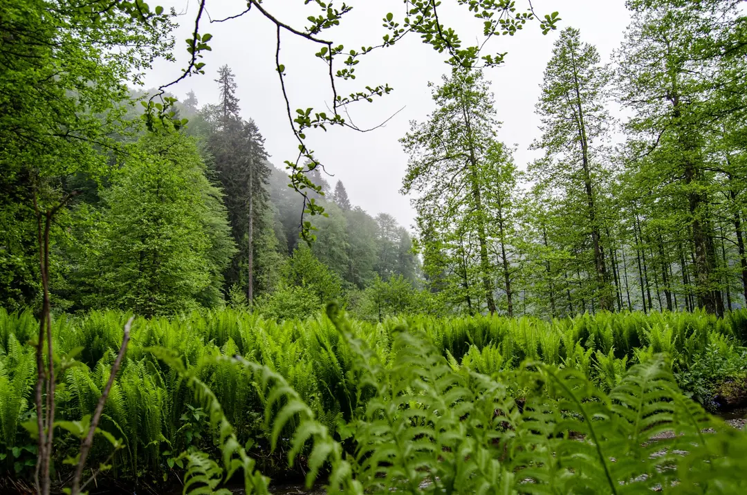 Borçka Karagöl Nature Park — Artvin — küçük resim 7