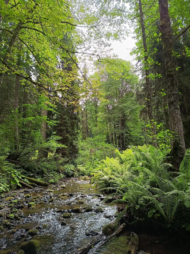 Borçka Karagöl Nature Park — Artvin — küçük resim 10