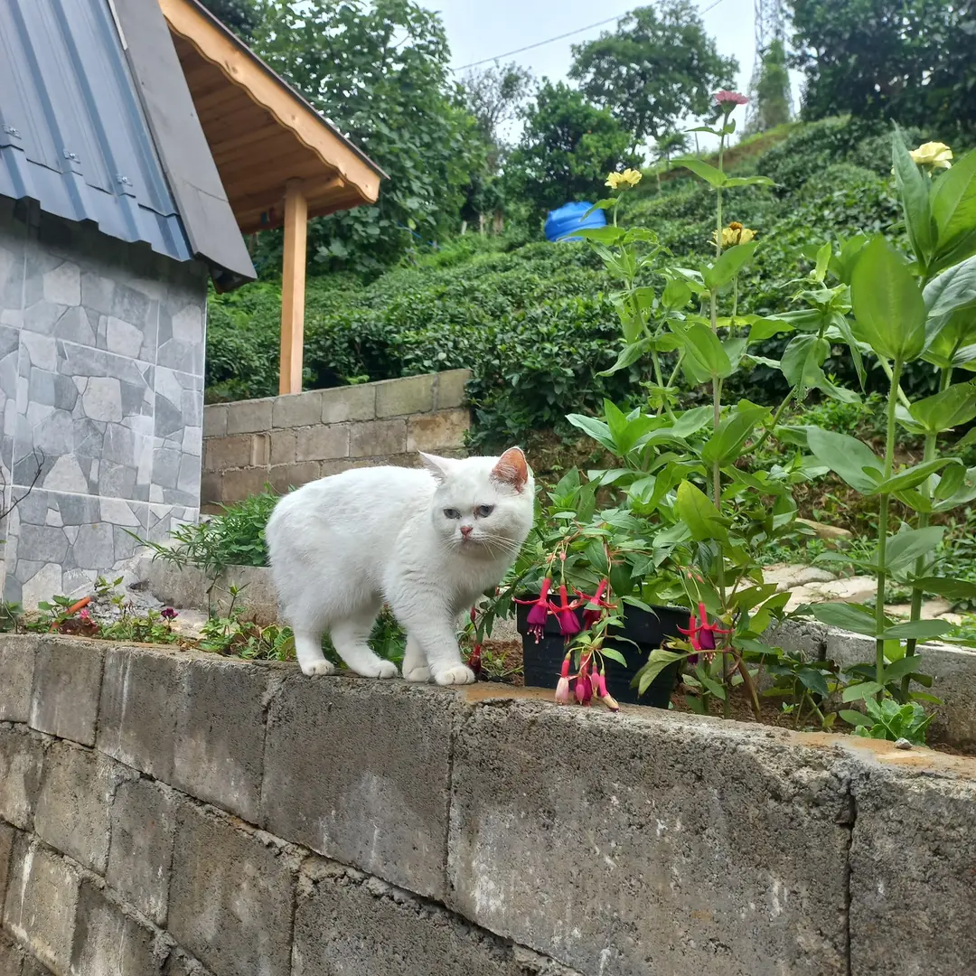 Sarp Bungalov — Artvin — küçük resim 4