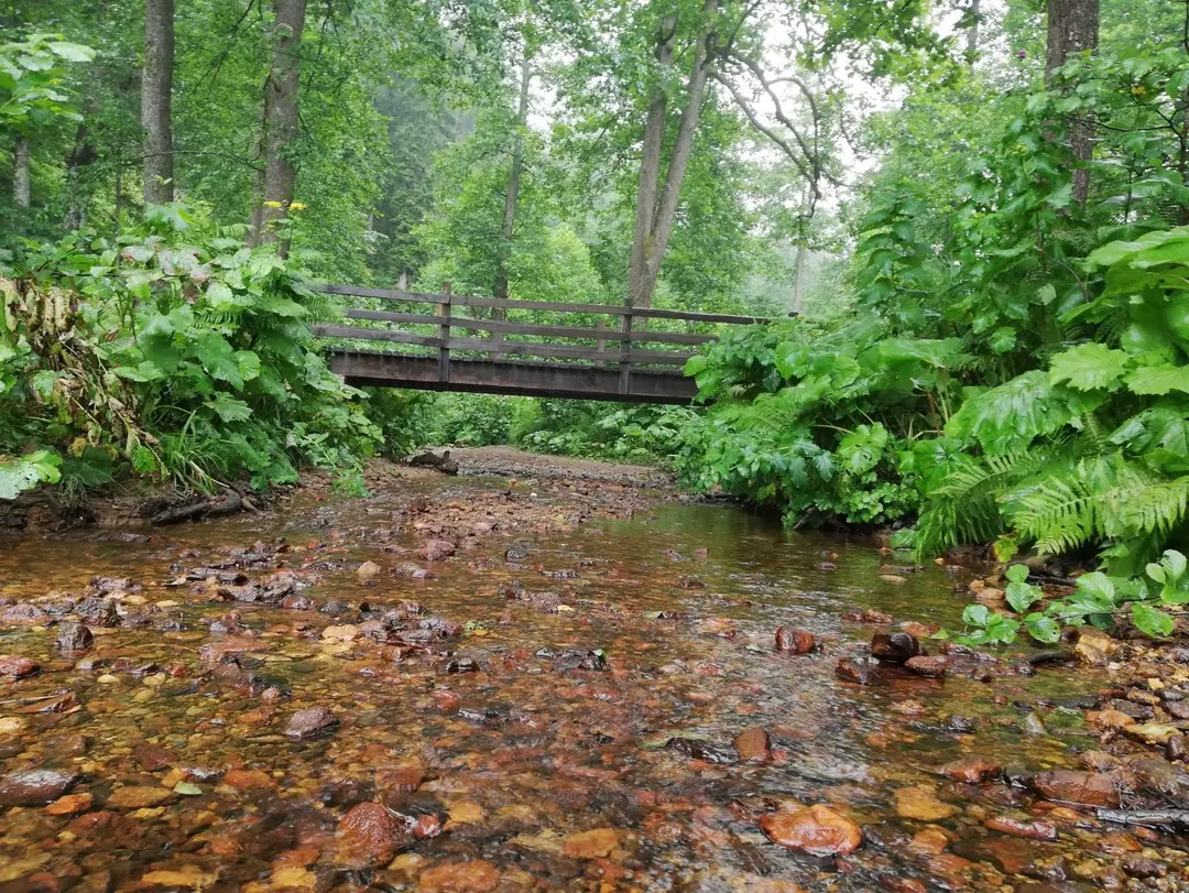 Borçka Karagöl Nature Park — Artvin — küçük resim 6