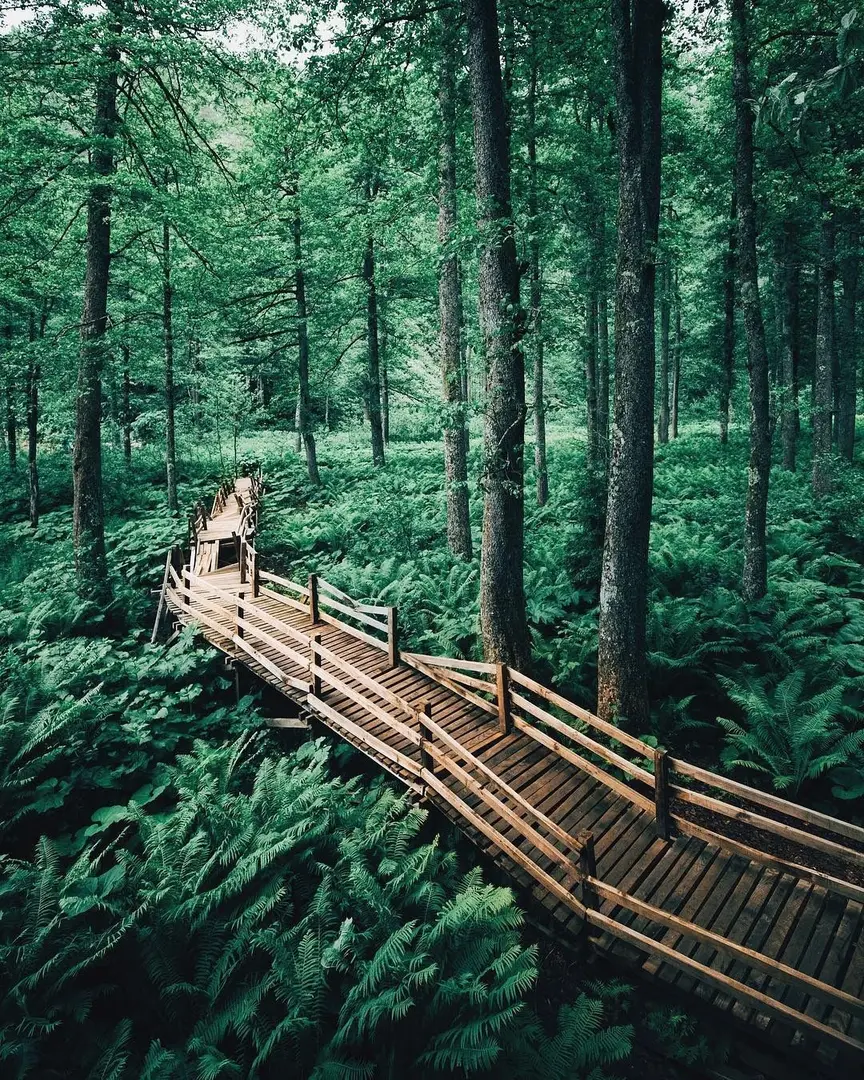 Borçka Karagöl Nature Park — Artvin — küçük resim 4