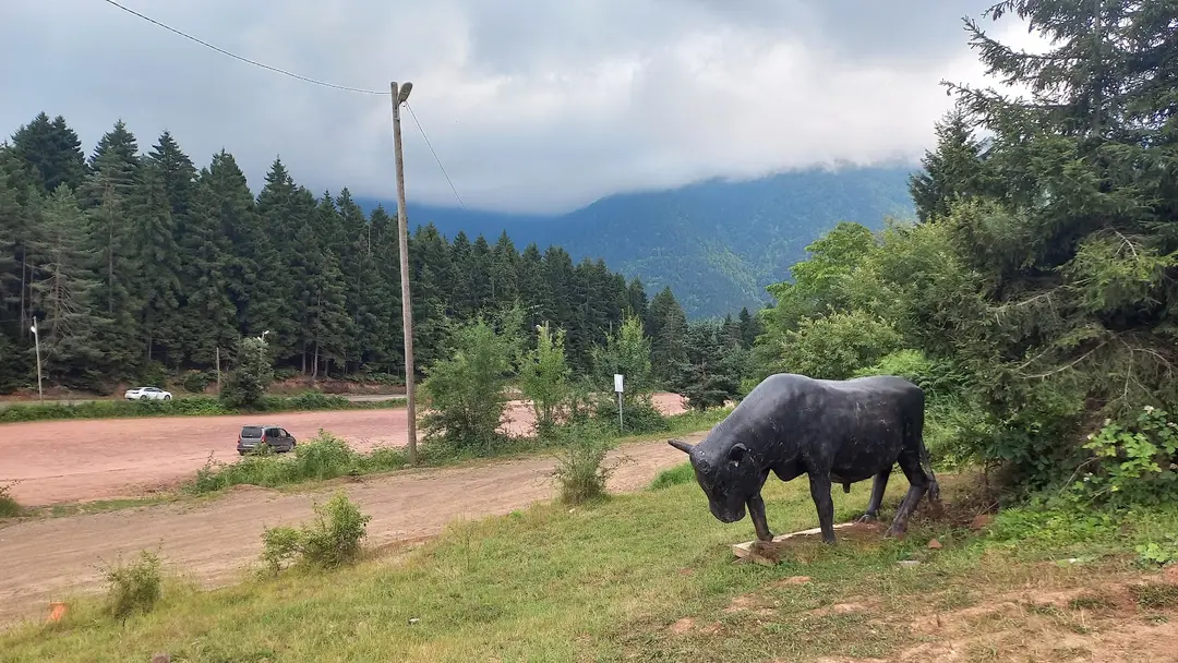 Artvin City Forest — Artvin — küçük resim 4