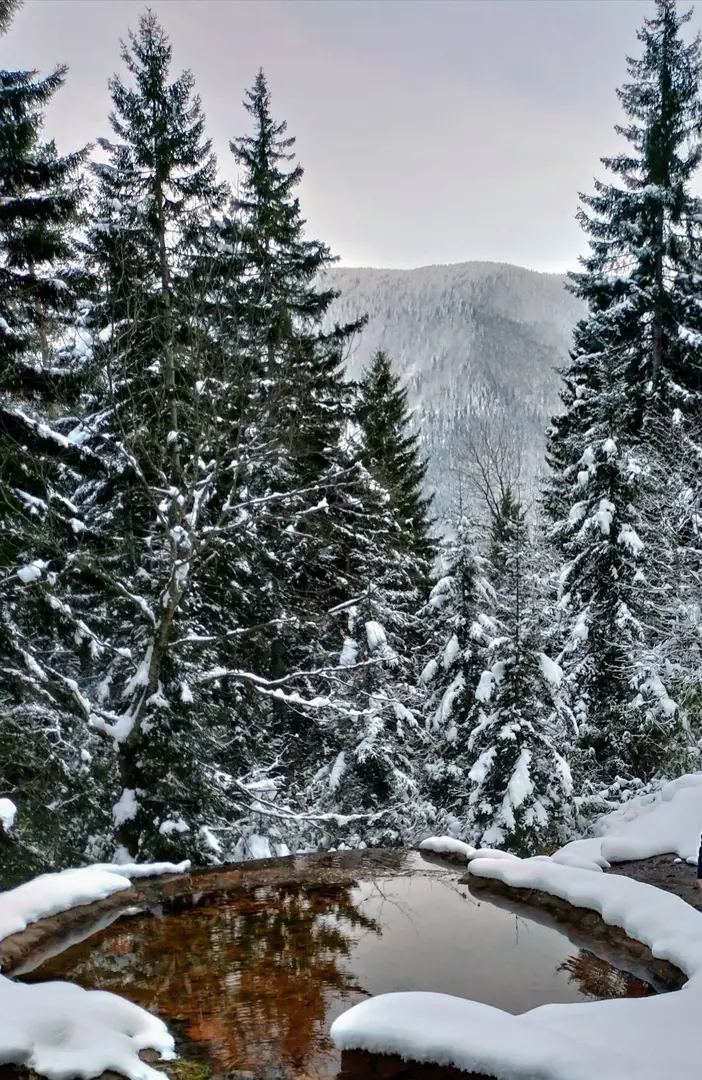 Artvin City Forest — Artvin — küçük resim 3