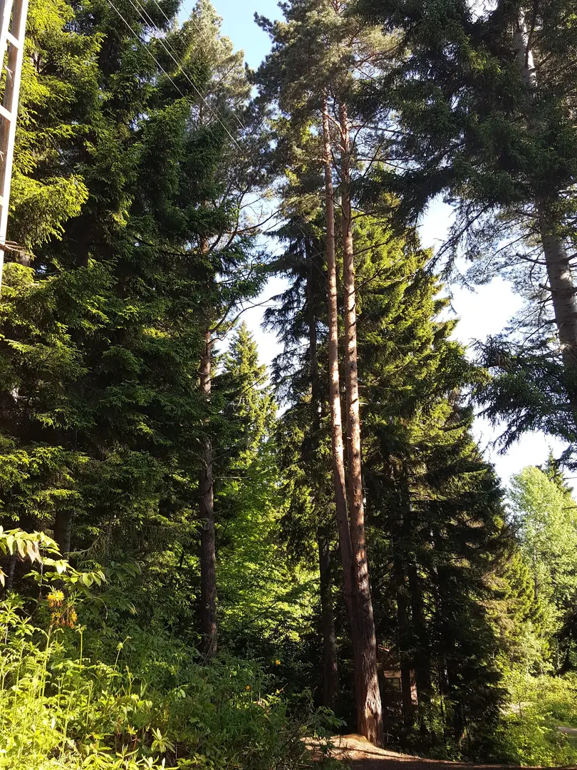 Artvin City Forest — Artvin — küçük resim 8