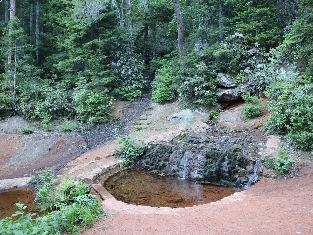 Artvin City Forest — Artvin — küçük resim 9
