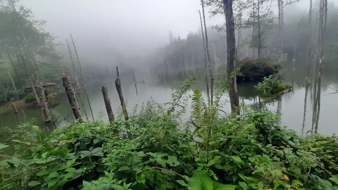 Borçka Karagöl Camping Area — Artvin — küçük resim 9