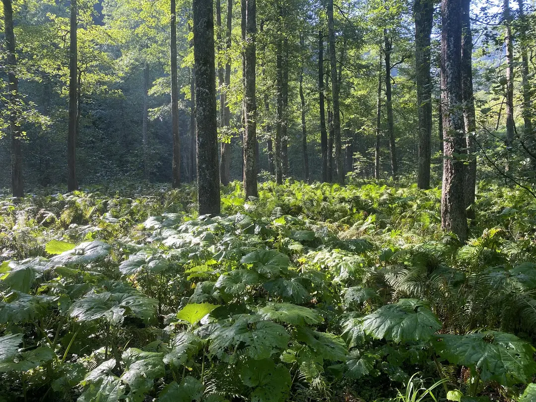 Borçka Karagöl Camping Area — Artvin — küçük resim 4