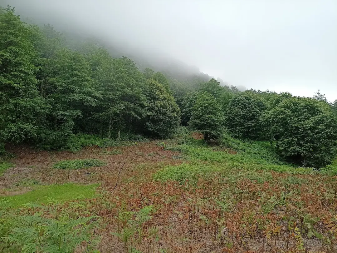Rize, Ayane Mountain, gathering and camping area — Rize — küçük resim 6