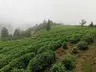 Arapdüzü Mesire Alanı