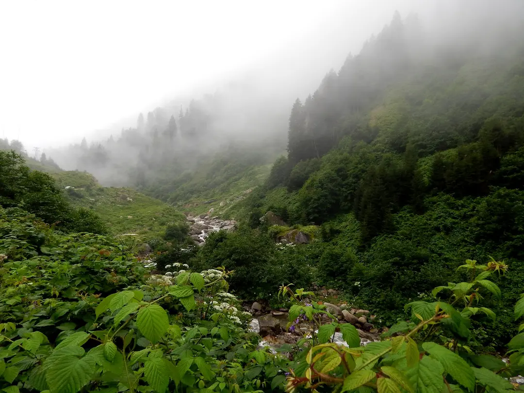 Ayder Camping — Rize — küçük resim 5