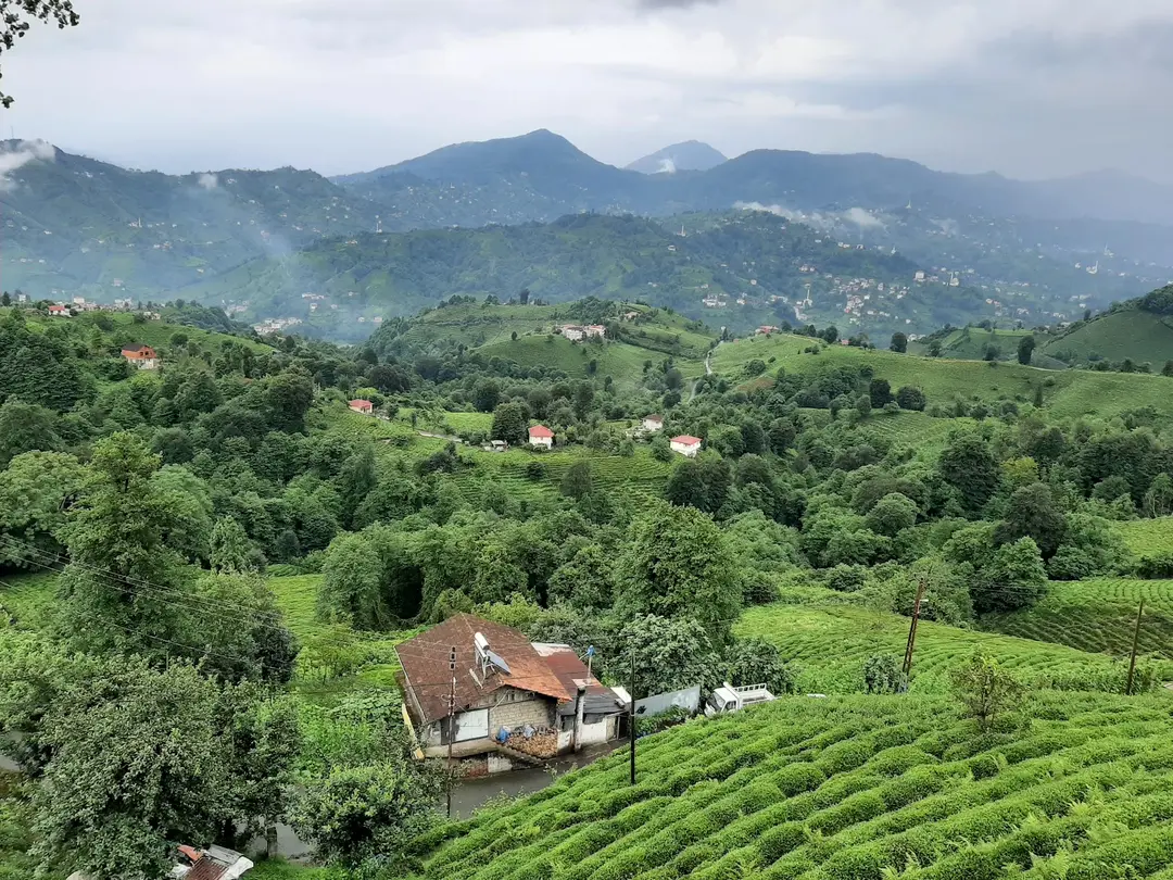 Rize Merkez