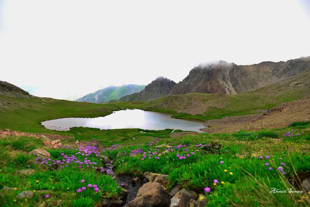 Dilber Düzü Mevki — Artvin — küçük resim 5
