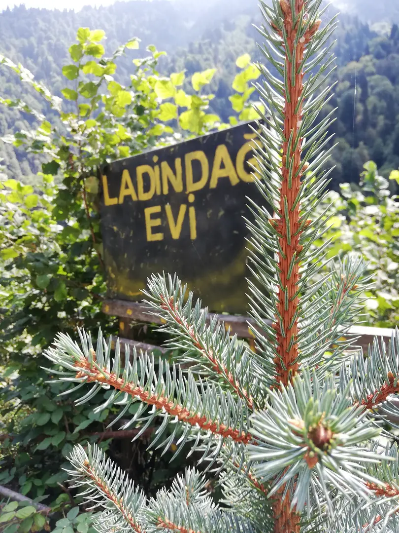 LADIN MOUNTAIN HOUSE ACCOMMODATION RİZE — Rize — küçük resim 7