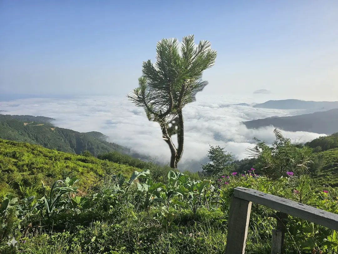 Handüzü Yaylası — Rize — küçük resim 3