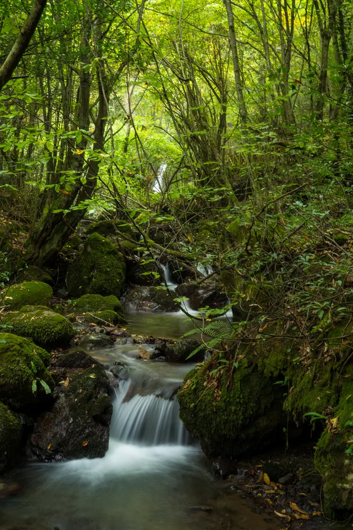 Aydınpınar Wasserfall Naturpark — Düzce — küçük resim 6