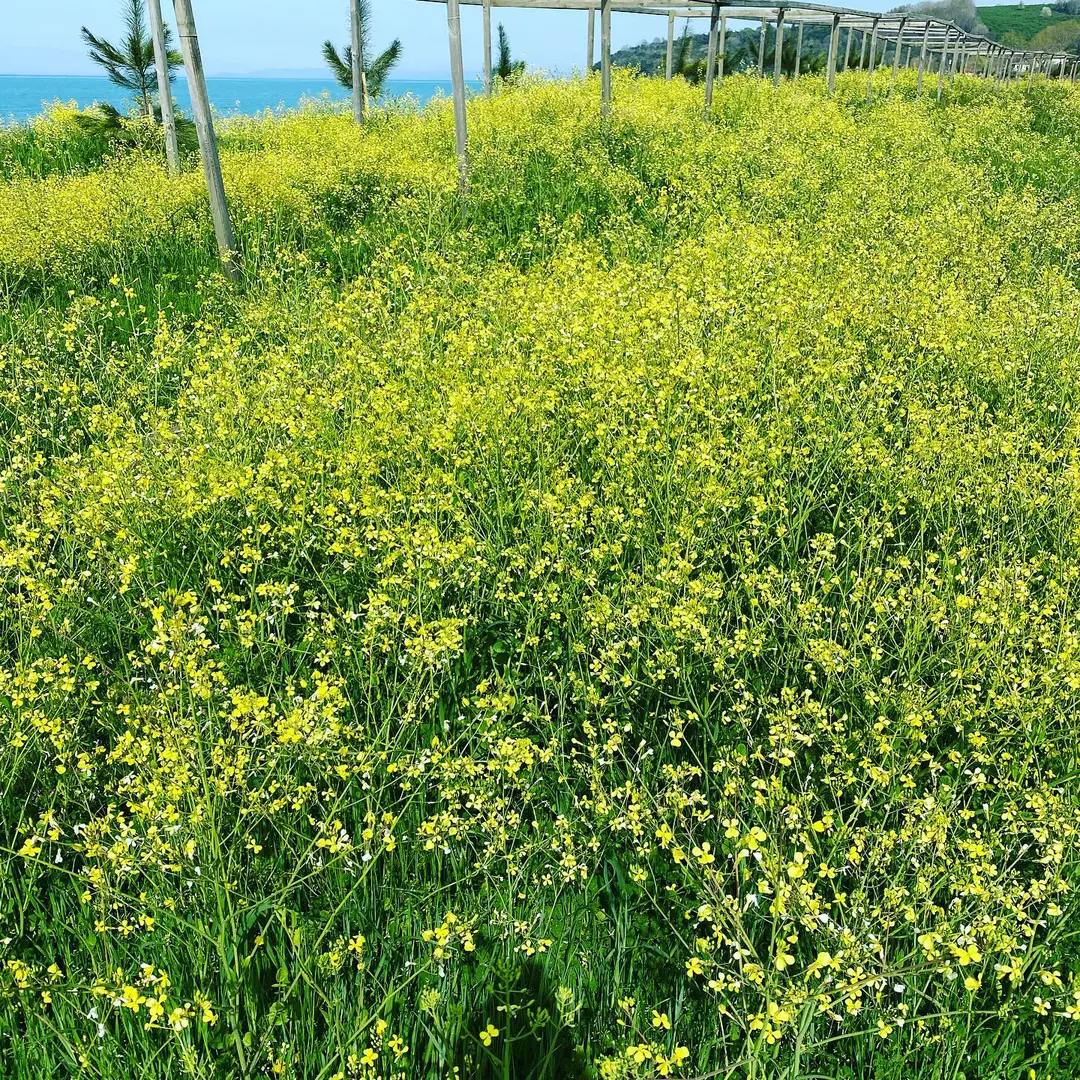 Georgia Camping — Düzce — küçük resim 6