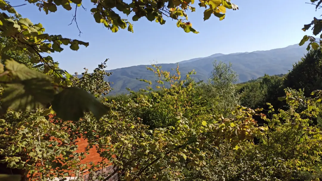 Kaynaşlı
