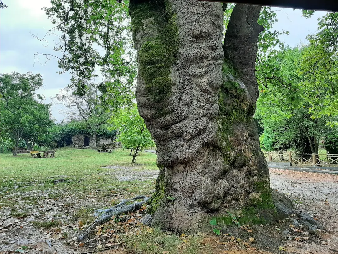 Cumayanı Mesire Alanı — Düzce — küçük resim 3