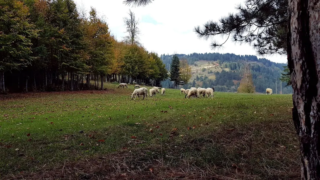 Odayeri Yaylası — Düzce — küçük resim 3