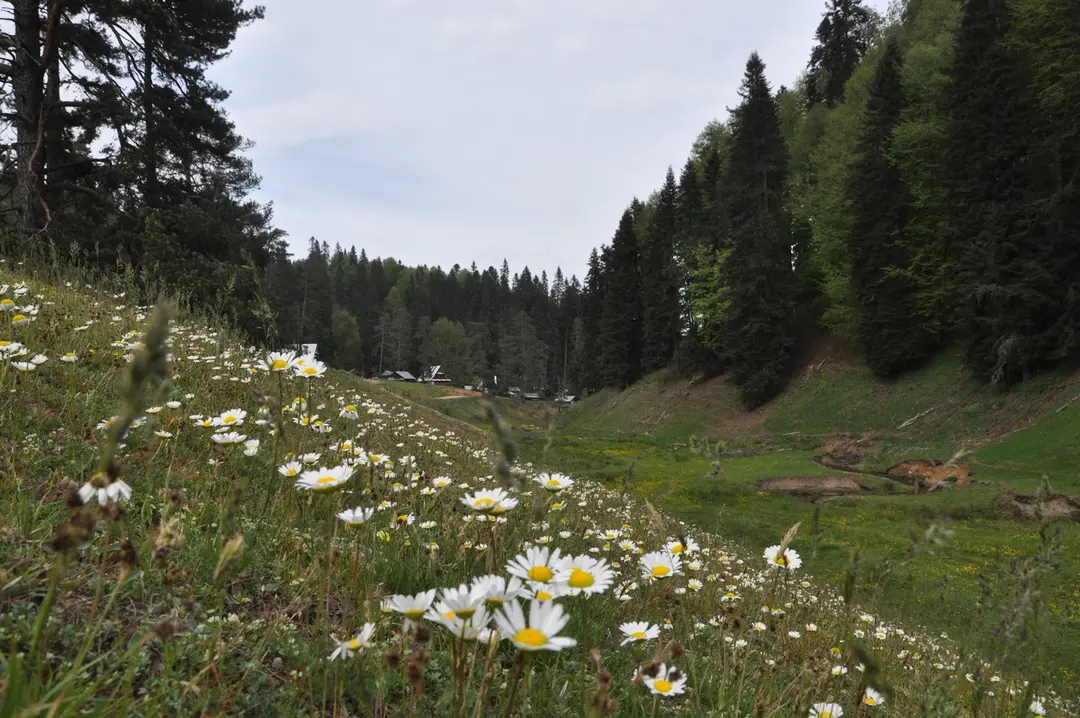 Derebalık Yaylası — Düzce — küçük resim 7