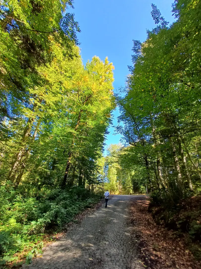 Yedigöller Ayıkayasısı Nature Park-Çadırlı Camping and Caravan Area- Fire Picnic Area — Bolu — küçük resim 6