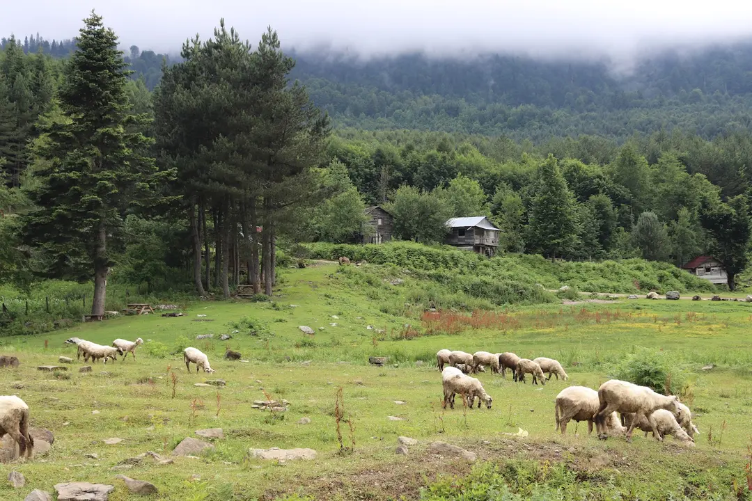 Bölüklü Yaylası — Zonguldak — küçük resim 6
