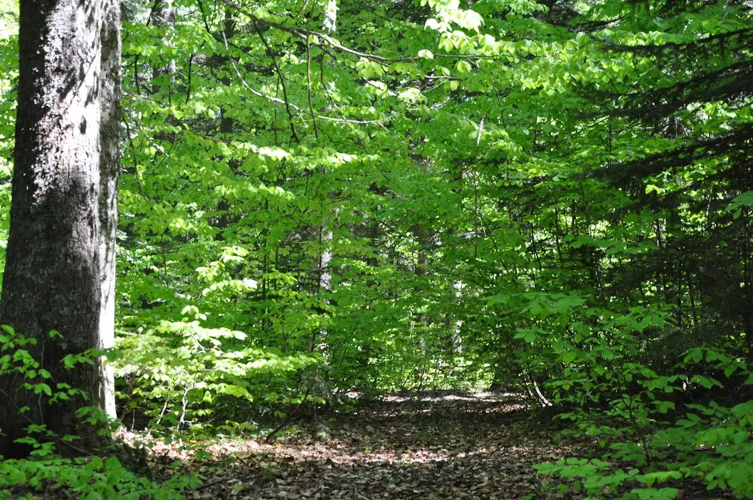 Balıklı Yayla — Bolu — küçük resim 4