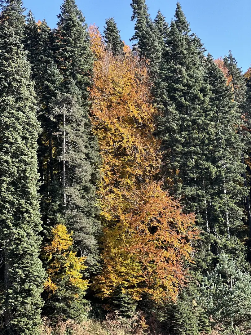 Balıklı Yayla — Bolu — küçük resim 3