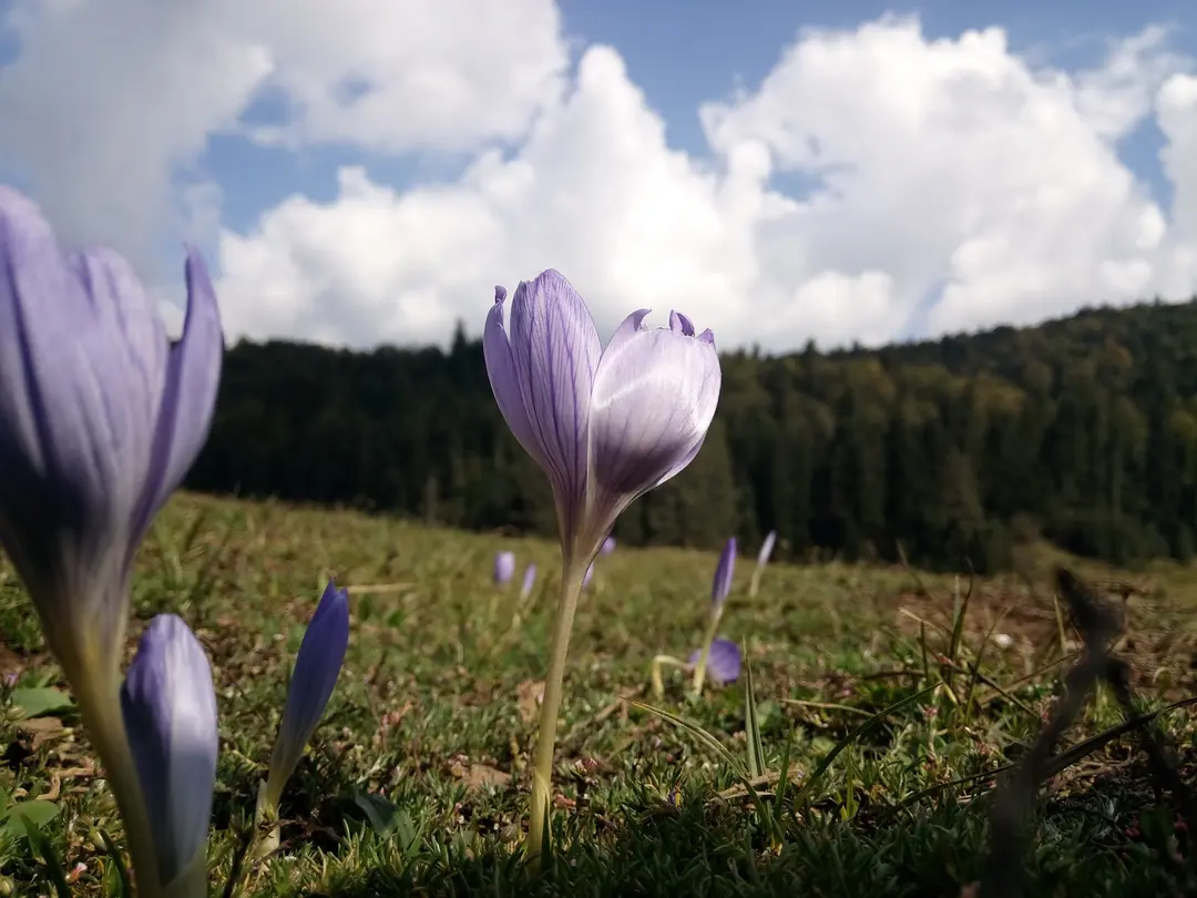 Balıklı Yayla — Bolu — küçük resim 5
