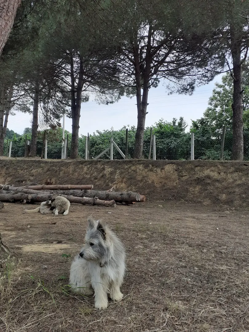 Hemşin Recreation Area — Düzce — küçük resim 3