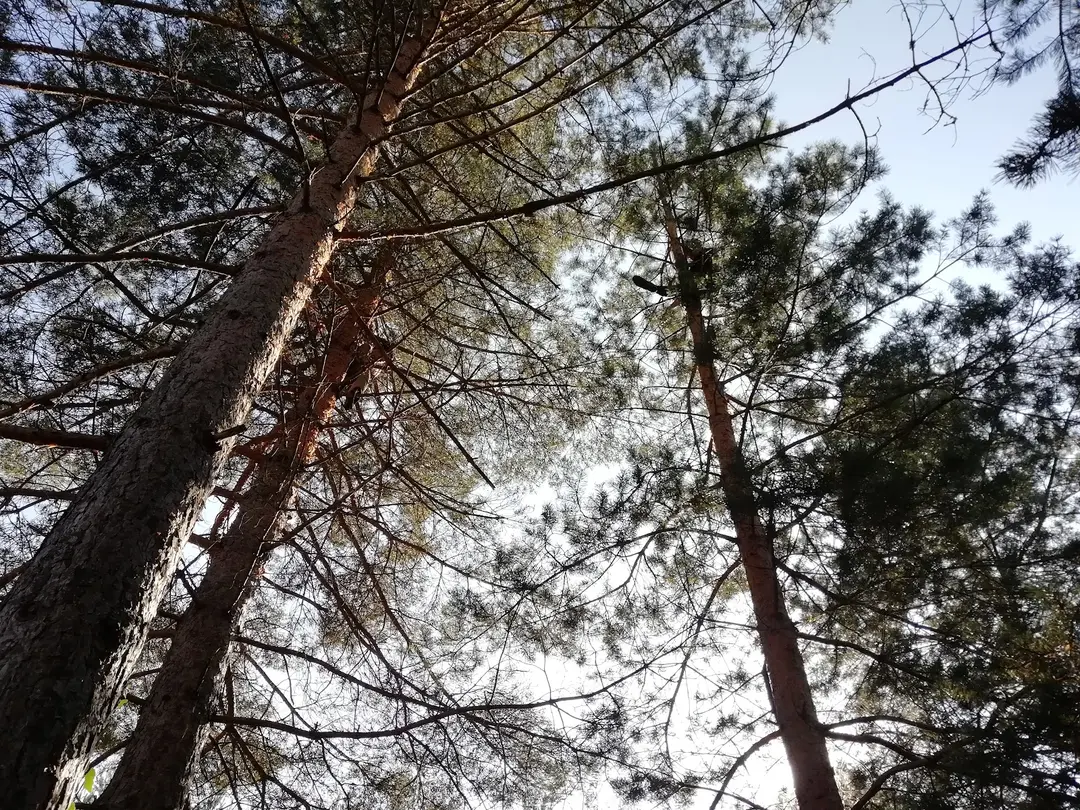 Abnara(Yaban Orman) — Düzce — küçük resim 2