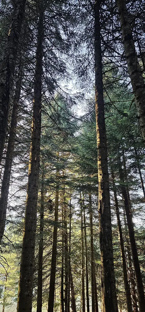 İnönü Yaylası Camping Area — Sakarya — küçük resim 7