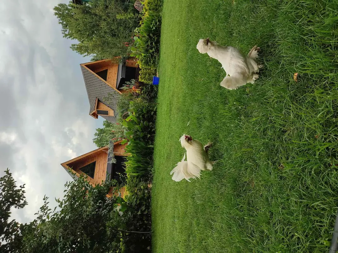 Sapanca Köy Bungalov — Sakarya — küçük resim 8