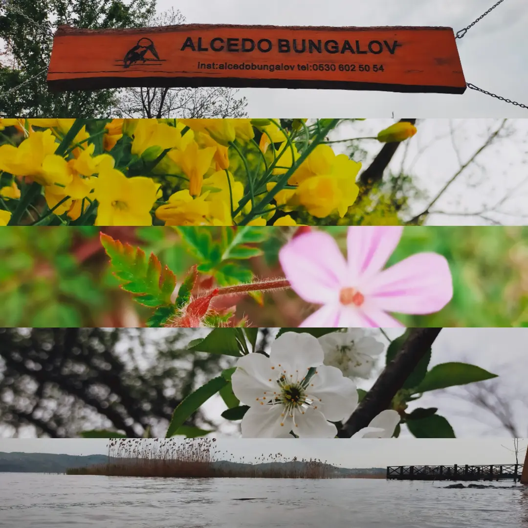 Alcedo Bungalov — Sakarya — küçük resim 6