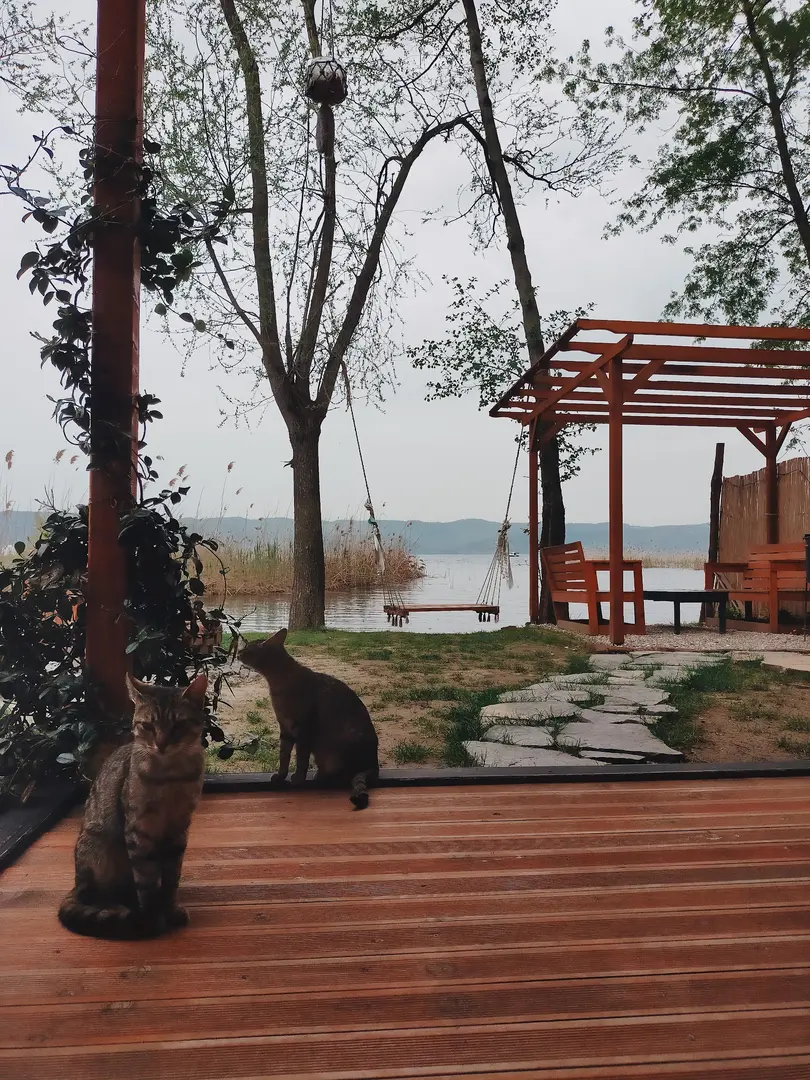 Alcedo Bungalov — Sakarya — küçük resim 3