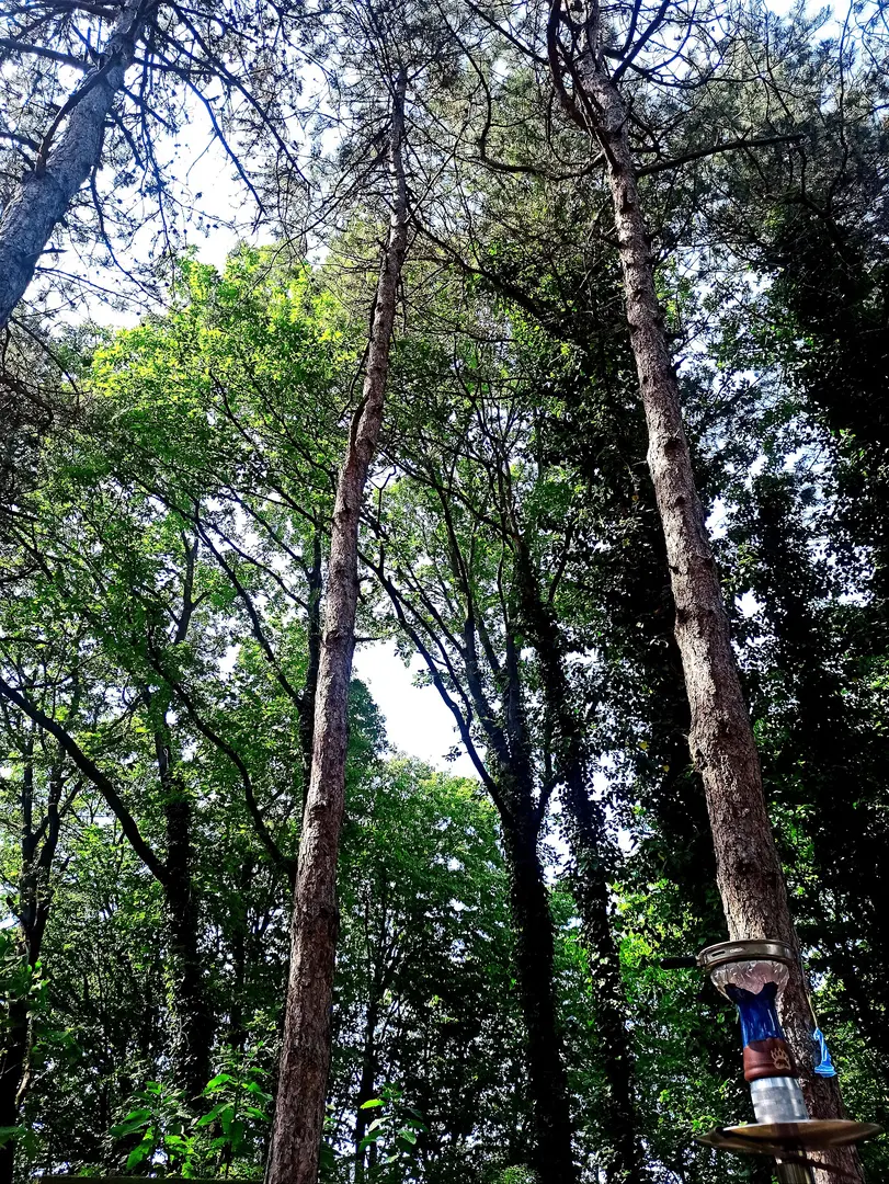 İl Orman Mesire Yeri — Sakarya — küçük resim 3