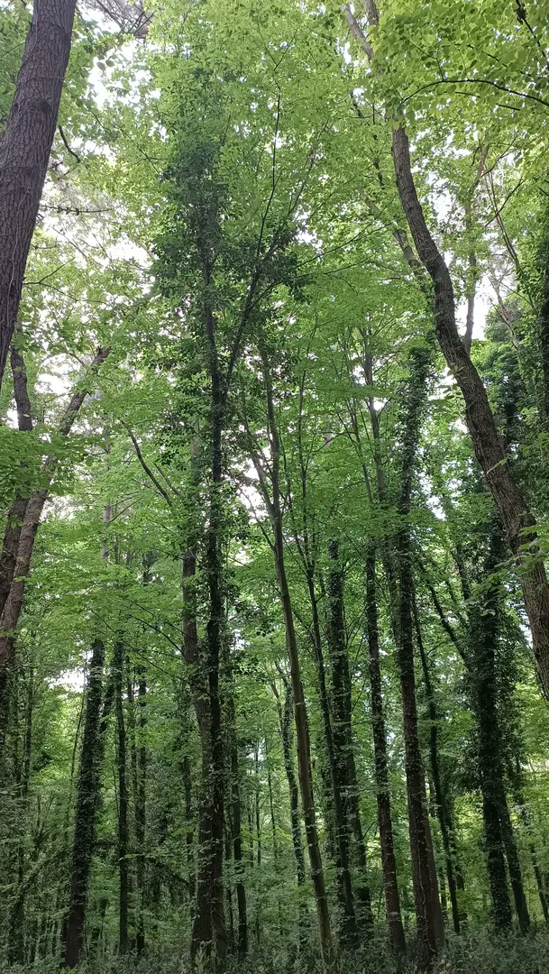 İl Orman Mesire Yeri — Sakarya — küçük resim 6