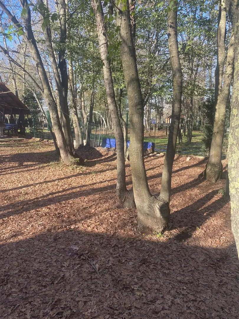 Sakarya Kent Ormanı — Sakarya — küçük resim 5