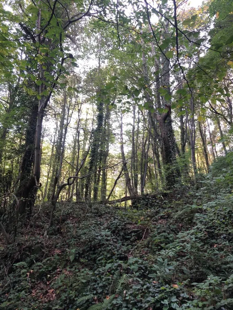 Doğançay Şelalesi — Sakarya — küçük resim 7