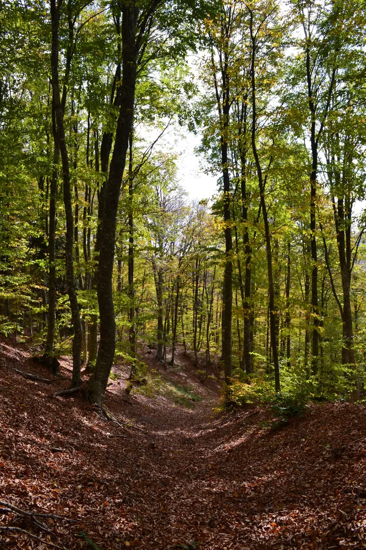 İnönü Yaylası sakarya pamukova — Kocaeli — küçük resim 8