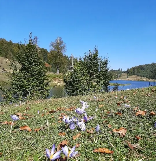 Akyazı Acelle Yaylası — Sakarya — küçük resim 5