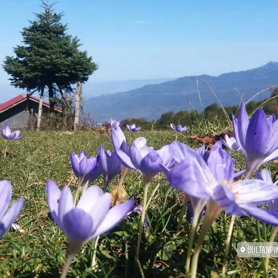 Akyazı Acelle Yaylası — Sakarya — küçük resim 9