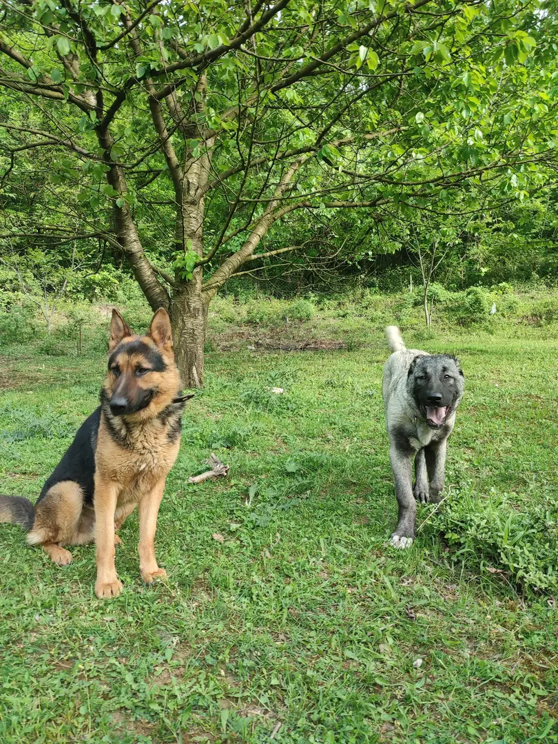 Derekızık Amcanın Çiftliği KARAVAN PARK,KAMP ALANI,PİKNİK ALANI(BURSA)KESTEL — Bursa — küçük resim 8