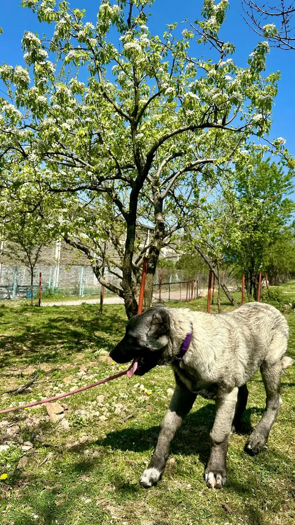 Derekızık Amcanın Çiftliği KARAVAN PARK,KAMP ALANI,PİKNİK ALANI(BURSA)KESTEL — Bursa — küçük resim 9
