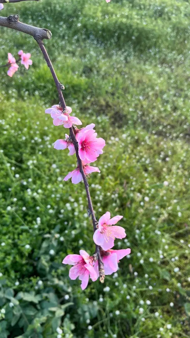 Derekızık Amcanın Çiftliği KARAVAN PARK,KAMP ALANI,PİKNİK ALANI(BURSA)KESTEL — Bursa — küçük resim 6