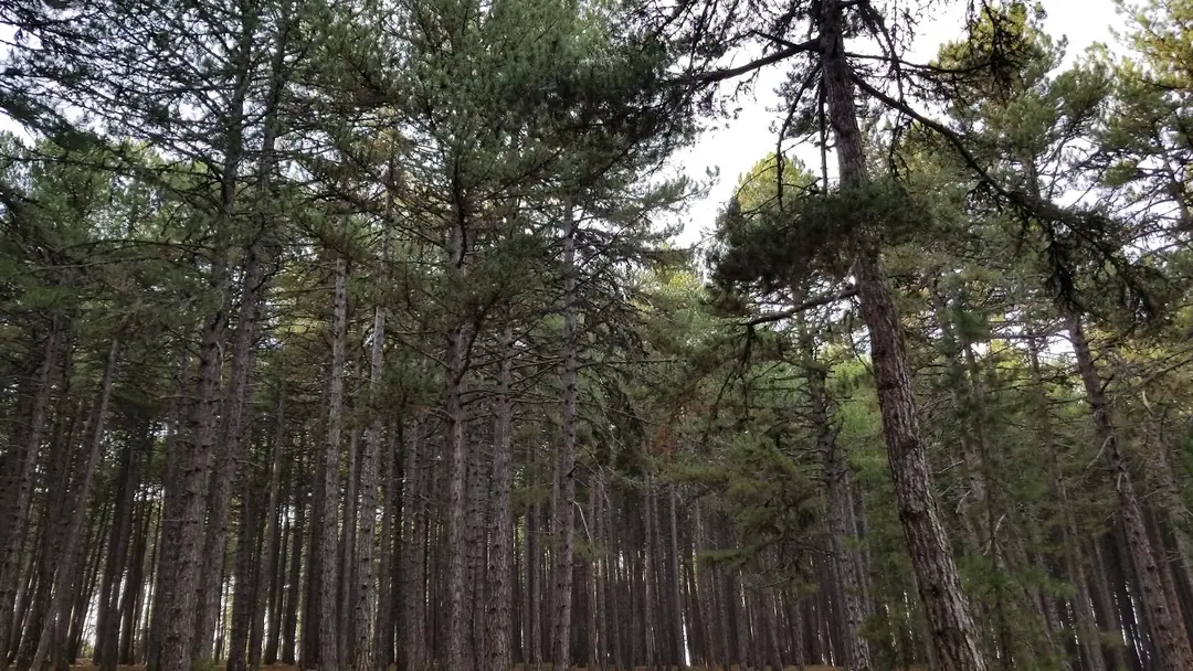kocayayla karavan park ve piknik alani — Bursa — küçük resim 2